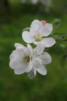 Kvetoucí jabloň