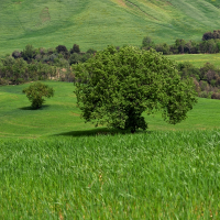 Toskansko