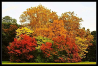 Lednický park - Barvy podzimu