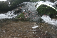 Rešovské vodopády 2013
