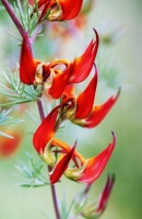 Jesenik_151