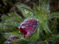 17_perina_petr_po-desti