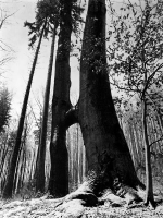 Uhersky_Brod_060