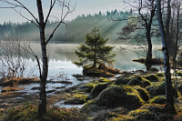 perina_medlov-rano