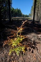 Výjezd podzim 2013 Bystřice nad Peštejnem